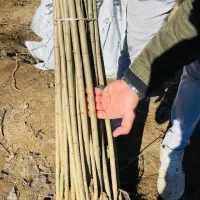 صنوبر نگرای ترکیه وکبوده و پالونیا|خدمات باغبانی و درختکاری|اراک, |دیوار