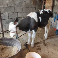 گاو و گوساله