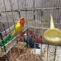 طوطی برزیلی|پرنده|بافق, |دیوار