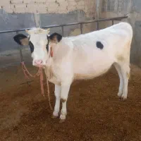 فروش گوساله ۴ماهه