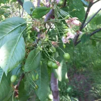 هرس زیتون درطارم