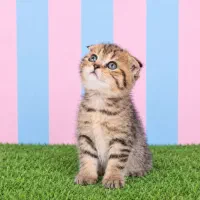 دخترای عروسکی گلد
