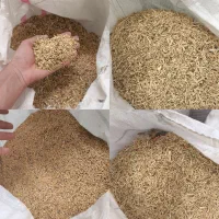 ضایعات گندم