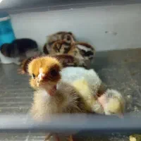 انواع جوجه