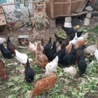 مرغ و خروس محلی|حیوانات مزرعه|شیراز, پودنک|دیوار