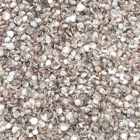 صدف دریاچه خزر|ماهی|برخوار, |دیوار