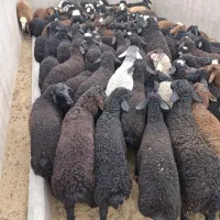 بره یکدست معاوضه
