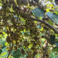 کیوی خونی با قیمت مناسب|خوردنی و آشامیدنی|چابکسر, |دیوار