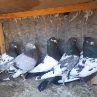 کبوترهفترنگ‌وکله