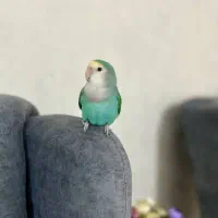 طوطی برزیلی آشتی