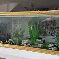 آکواریوم|ماهی|مشهد, هنرستان|دیوار