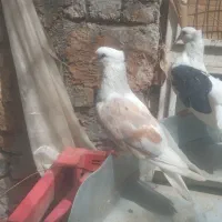 کفتر دم سیاه و پشتی