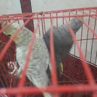 بدلیل نیاز مالی|پرنده|رامشیر, |دیوار