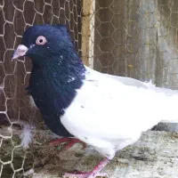 کله سیاه نر