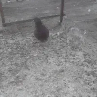 دوتاکفترنر|پرنده|صفادشت, |دیوار