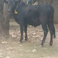 لیشه چالوسی کول دار ناف دار جنس