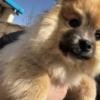 پامر مینی اصیل و با کیفیت