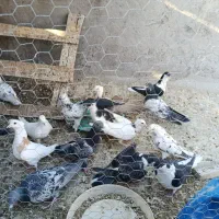 ۱۶ عدد کبوتر فروشی