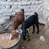 بز ماده قیمت دوتا13.5|حیوانات مزرعه|چابهار, |دیوار