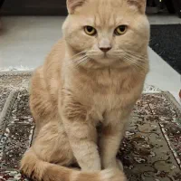 گربه اسکاتیش