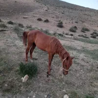 اسب