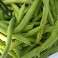 شوش .باقله تازه روزانه ۲۰۰کیلو