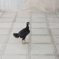 فروش فوری جوجه لاری