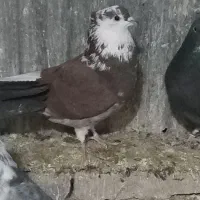 بدون عیب ایراد|حیوانات|نقده, |دیوار