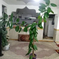 گوش فیل طبیعی|گل و گیاه طبیعی|مهاباد (آذربایجان غربی), |دیوار