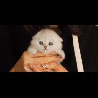 بچه گربه های نقره ای سیلور