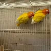طوطی کوتوله برزیلی صورت هلویی معامله