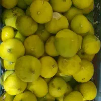 انجیردرجه یک بزرگ