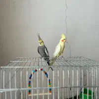 پرنده عروس هلندی