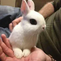 خرگوش مینیاتوری جرسی|موش و خرگوش|تهران, جیحون|دیوار