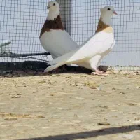 ماده طوقی همرنگ کبوتر کفتر