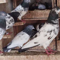 یه چند عدد کبوتر اصل پاکستانی|پرنده|بندر گناوه, |دیوار