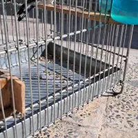 سهره|پرنده|سیدان, |دیوار