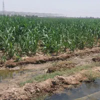 ۹۶۰ متر زمین کشاورزی با ارزش سند دار