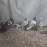 کبوتر شهرستانی