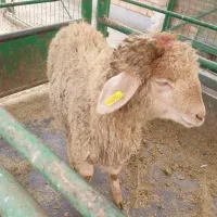 گوسفند زنده باقصاب