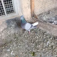 کبوتر اصفهانی|پرنده|خمینی‌شهر, |دیوار