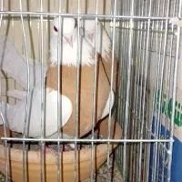 کفتر و کبوتر|پرنده|تهران, تختی|دیوار