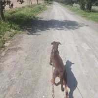 سگ دوبرمن ماده