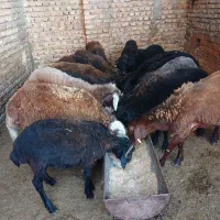 گوسفند برای عید قربان