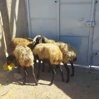 گوسفند میش|حیوانات مزرعه|هشتگرد, هشتگرد قدیم|دیوار