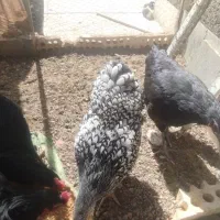 ویاندوت سیلور