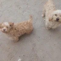 سگ پا کوتاه|سگ|زرند, |دیوار