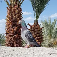 نر و ماده فروشی