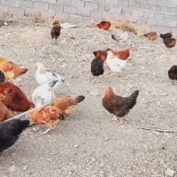 جوجه های فره