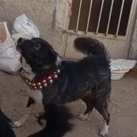 سگ گله ب شرط|سگ|قم, شهرک توانیر|دیوار